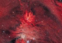 Tilki Kürkü, Tek Boynuzlu At ve Noel Ağacı Tilki Kürkü, Tek Boynuzlu At ve Noel Ağacı