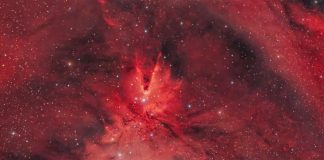 Tilki Kürkü, Tek Boynuzlu At ve Noel Ağacı Tilki Kürkü, Tek Boynuzlu At ve Noel Ağacı