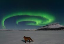 Kuzey Tilki Ateşleri Kuzey Tilki Ateşleri