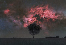 Kuğu ve Yalnız Ağaç Kuğu ve Yalnız Ağaç