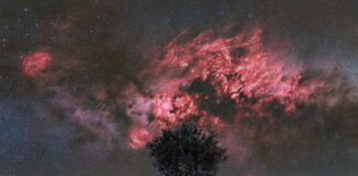 Kuğu ve Yalnız Ağaç Kuğu ve Yalnız Ağaç