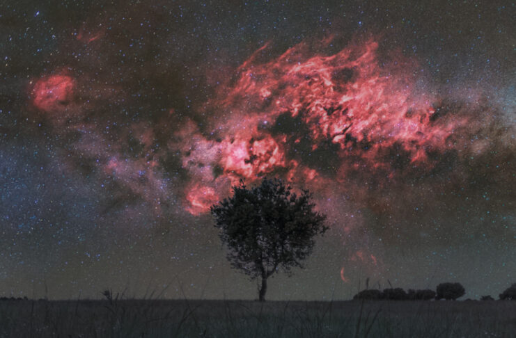 Kuğu ve Yalnız Ağaç Kuğu ve Yalnız Ağaç