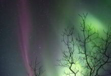 Aurora Ağacı Aurora Ağacı