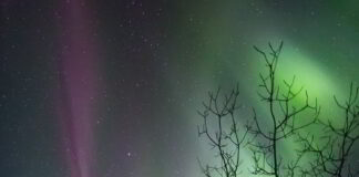 Aurora Ağacı Aurora Ağacı