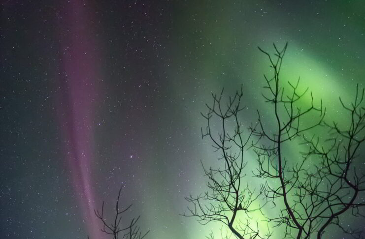 Aurora Ağacı Aurora Ağacı